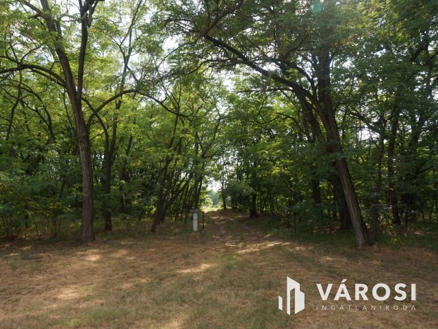 Igényes tanyakomplexum akár falusi turizmusra!