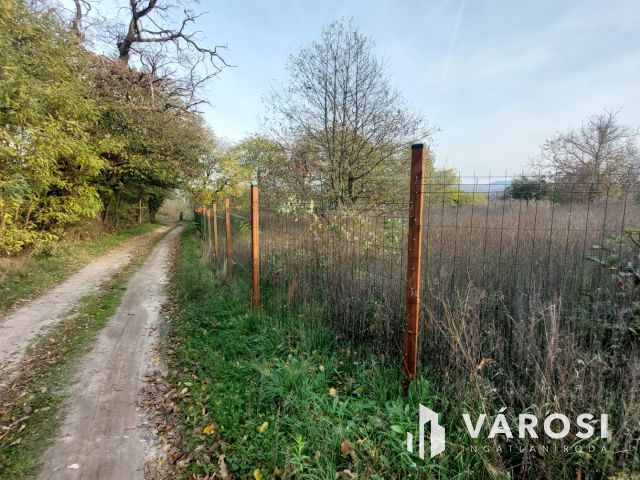 Bazsi szőlő hegyen 1,75 ha terület lakóépülettel eladó