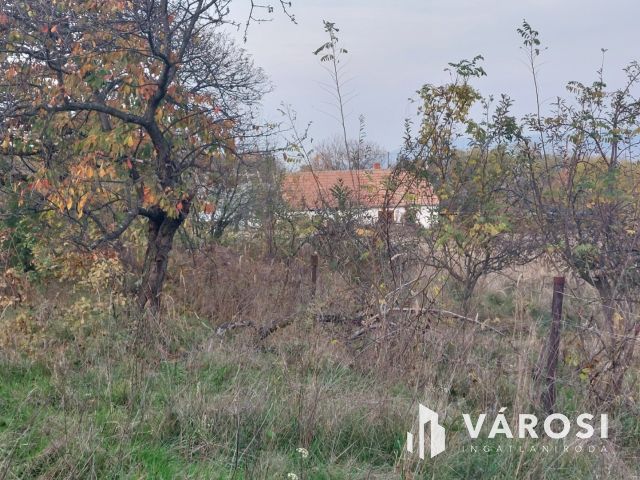 Bazsi szőlő hegyen 1,75 ha terület lakóépülettel eladó