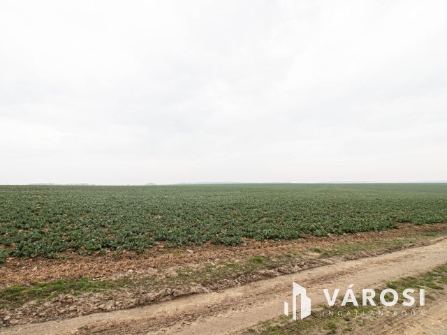 Kellemes, szomszédmentes kis zártkerti ingatlan