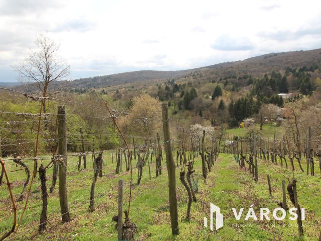 Borkedvelők kőszegi panorámás szőlőse, gyümölcsöse