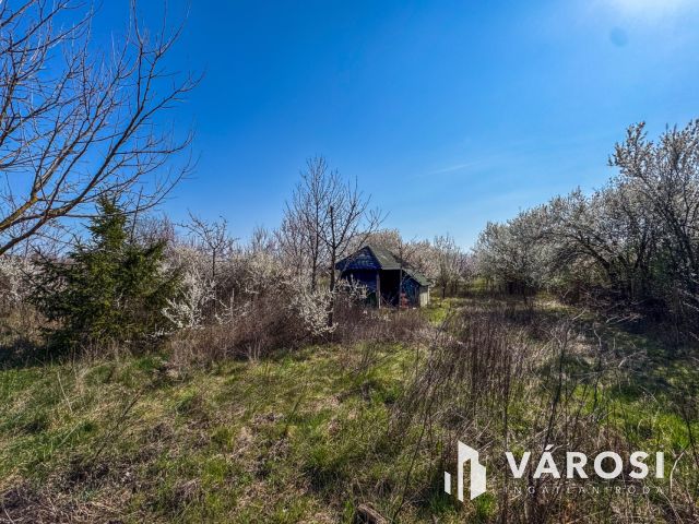 Tágas zártkert termő gyümölcsfákkal a Körös mellett